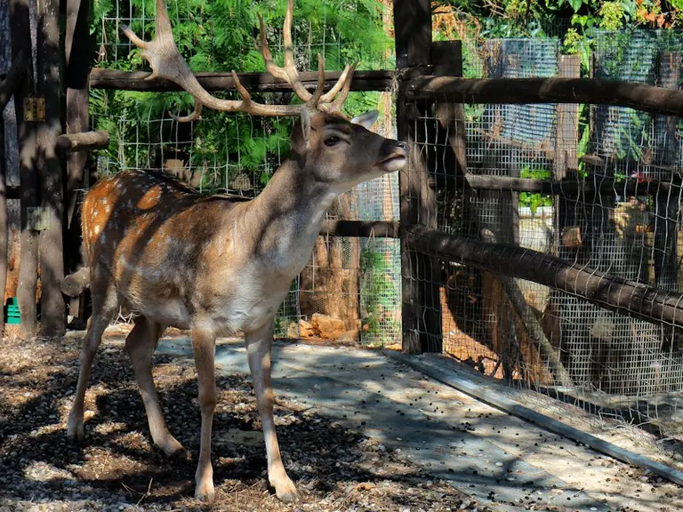 Hannover: Tiergarten öffnet an drei Tagen später